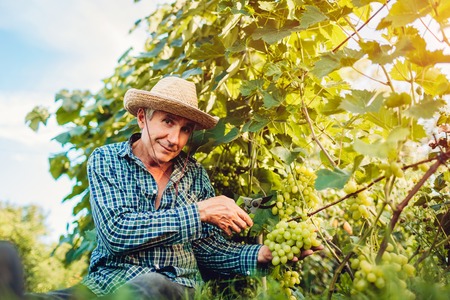 Farmer gathering crop of grapes on ecological farm. Senior man cutting white grapes with pruner. Gardening, farming conceptの写真素材