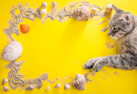 Vacation concept. Sand, seashells and accessories on yellow background. Cat having restの写真素材