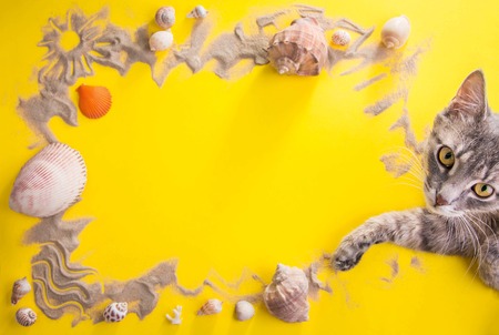 Vacation concept. Sand, seashells and accessories on yellow background. Cat having restの写真素材