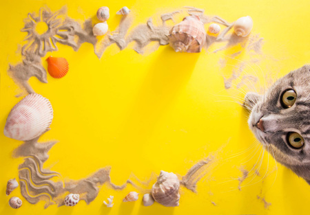 Vacation concept. Sand, seashells and accessories on yellow background. Cat having restの写真素材