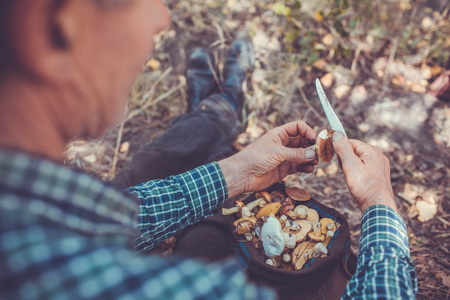 Senior man cleans oily mushrooms in the forest. Autumn activity. Fall seasonの写真素材