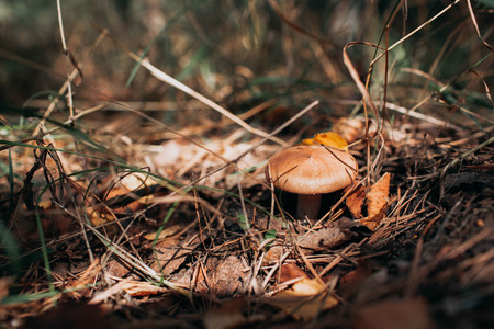 Oily mushroom grows in autumn forest. Autumn natureの写真素材