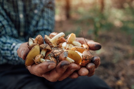 Man holds an handful of oily mushrooms in the forestの写真素材