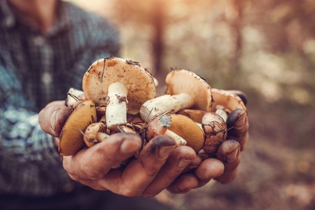 Man holds an handful of oily mushrooms in the forestの写真素材