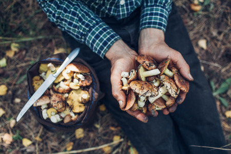 Man holds an handful of oily mushrooms in the forestの写真素材