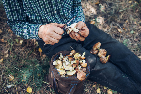 Senior man cleans oily mushrooms in the forest. Autumn activity. Fall seasonの写真素材