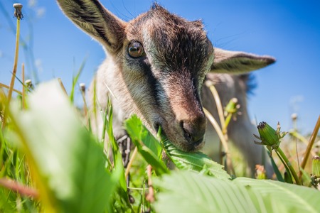 Portrait of a goatling chewing grass on the field. Farm. Domestic animalsの写真素材