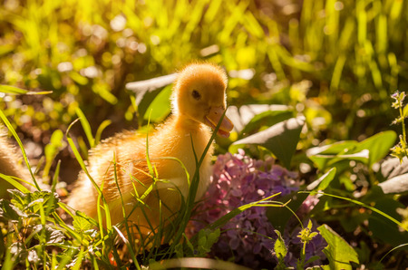 Duckling walking in the grass at sunset with flowersの写真素材
