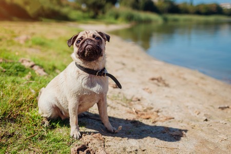 Pug dog sitting by river. Happy puppy waiting a command of master. Dog walking and chilling outdoorsの写真素材