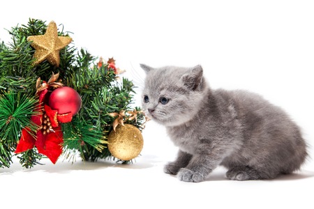 Little british kitten with Christmas decoration isolated on white background. Christmas and New Year conceptの写真素材