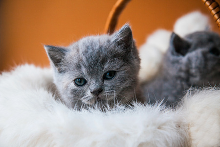 Two grey british kittens sitting in basket on orange backgroundの写真素材