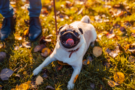 Master walking pug dog in autumn park. Happy puppy sitting on grass by man's legs. Dog resting outdoorsの写真素材