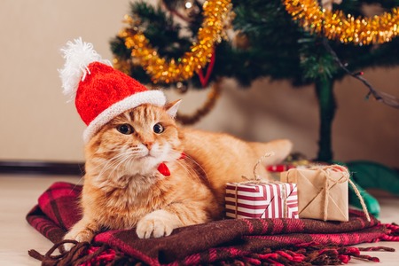 Red cat wears Santa's hat lying under Christmas tree. Christmas and New year conceptの写真素材