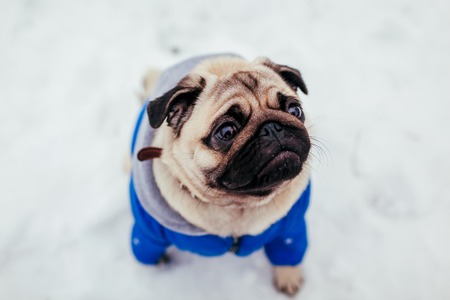 Pug dog walking on snow in park. Happy puppy wearing winter coat. Clothes for animalsの写真素材