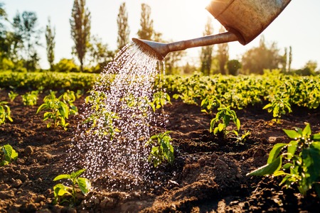 Watering pepper sprouts from a watering can at sunset in countryside. Agriculture and farming concept. Organic farmの写真素材