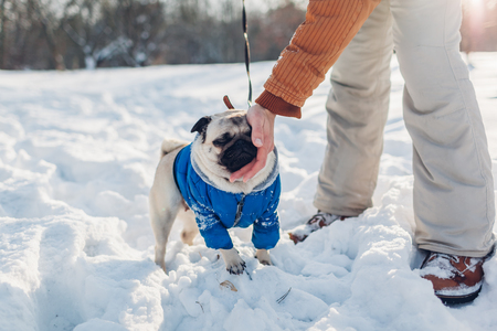 Pug dog walking on snow with his master. Puppy wearing winter coat. Clothes for animalsの写真素材