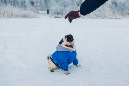 Pug dog walking on snow with his master. Puppy looking at food in man's handの写真素材
