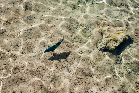 Coral fish in the Red Sea. Green and blue big fish looking for food in clear water. Egypt