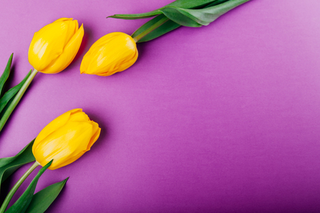 Yellow tulips on purple background. Spring holidays. Spaceの写真素材