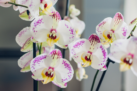 Close-up of white and purple spotted orchids. Home flowers on kitchenの写真素材