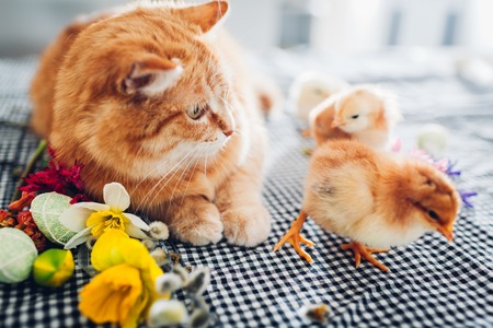 Easter chicken playing with kind cat. Little brave chicks walking by ginger cat among flowers and Easter eggs. Friendsの写真素材