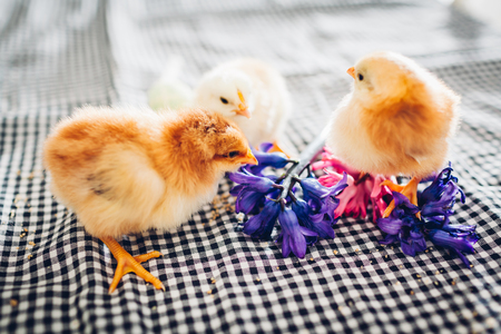 Easter chicken. Little black chick walking among spring flowers and Easter eggs.の写真素材