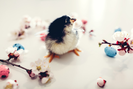 Easter chicken. Little yellow chick walking among apricot blooming flowers and Easter eggs on white background.の写真素材