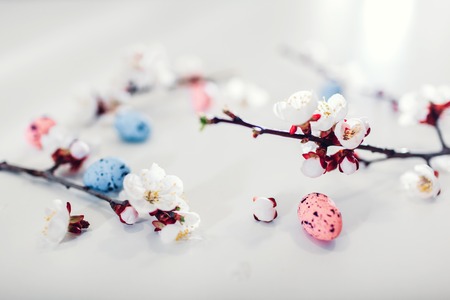 Easter background. Apricot blossom with quail eggs. Spring holiday decoration with flowers