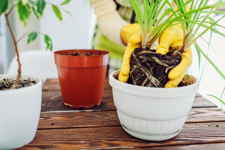 Woman transplanting plant into another pot on kitchen. Housewife taking care of home plants and...