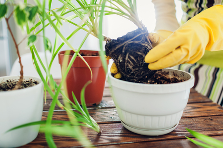 Woman transplanting plant into another pot on kitchen. Housewife taking care of home plants and flowers. Gardeningの写真素材