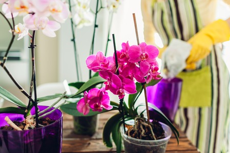 Woman transplanting orchid into another pot on kitchen. Housewife taking care of home plants and flowers. Gardeningの写真素材