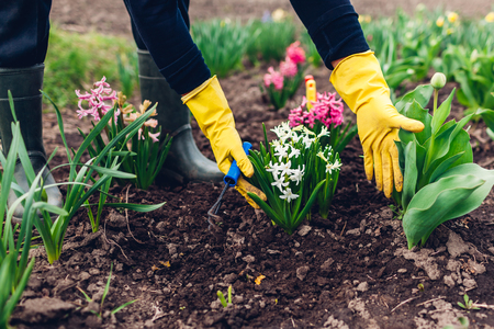 Farmer loosening soil with hand fork among spring flowers in garden. Agriculture and gardening conceptの写真素材