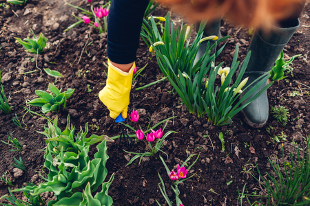 Farmer loosening soil with hand fork among spring flowers in garden. Agriculture and gardening conceptの写真素材