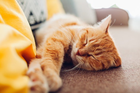 Ginger cat sleepng on couch in living room surrounded with cushions. Pet relaxing at homeの写真素材