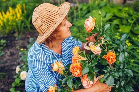 Senior woman gathering flowers in garden. Middle-aged woman smelling and cutting roses off. Gardening conceptの写真素材