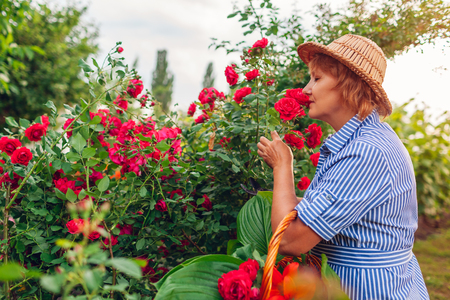 Senior woman gathering flowers in garden. Middle-aged woman smelling and cutting roses off. Gardening conceptの写真素材