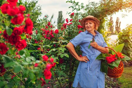 Senior woman gathering flowers in garden. Middle-aged woman cutting roses off. Gardening concept. Lifestyleの写真素材