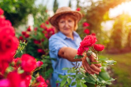 Senior woman gathering flowers in garden. Middle-aged woman showing pink rose branch. Gardening concept. Lifestyleの写真素材
