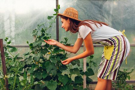 Woman farmer looking at cucumbers growing in greenhouse. Worker checking vegetables in hothouse. Agriculture and farming concept. Organic farmの写真素材