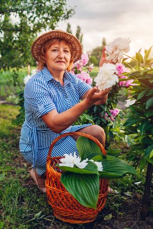 Senior woman gathering and smelling flowers in garden. Elderly retired woman admiring peonies. Gardening conceptの写真素材