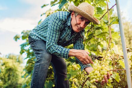 Farmer gathering crop of grapes on ecological farm. Senior man cutting white grapes with pruner. Gardening, farming conceptの写真素材