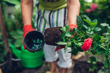 Woman gardener transplanting roses flowers from pot into wet soil after watering it with watering can. Summer garden work.の写真素材