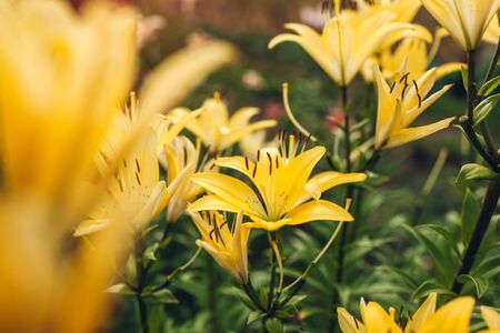 Yellow asiatic hybrid lilies. Bouquet of fresh flowers growing in summer garden. Gardening concept. Backgroundの写真素材