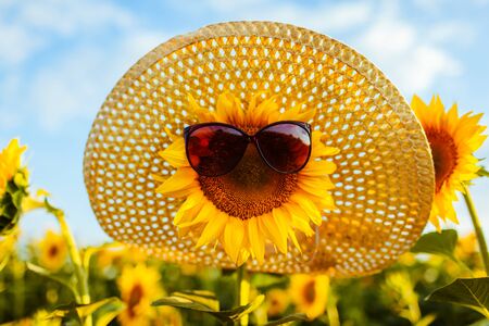 Blooming sunflower in sunglasses and straw hat growing in summer field. Summer vacationの写真素材