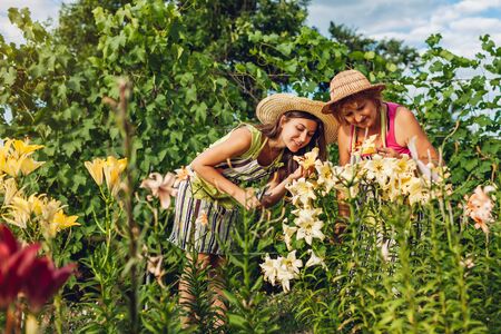 Senior woman and her daughter gathering flowers in garden. Gardeners cutting lilies off with pruner. Gardening conceptの写真素材