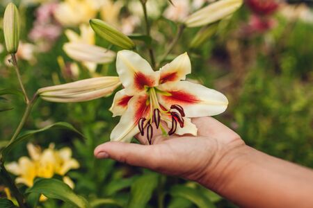 Senior woman holding fresh white and red oriental hybrid lily flower in garden. Middle-aged gardener taking care of lilies. Gardening conceptの写真素材