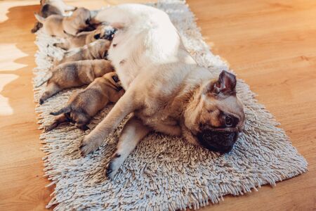 Pug dog feeding six puppies at home. Puppies sucking milk. Dog lying on carpet with kids.の写真素材