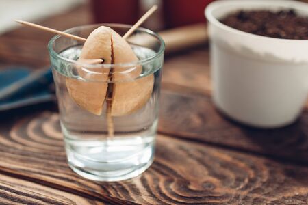 Avocado seed with sprout growing put in glass with water using toothpicks. Transplanting in a pot. Gardeningの写真素材