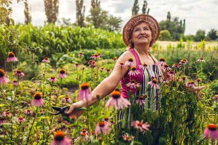Senior woman gathering flowers in garden with pruner. Middle-aged woman walking by Echinacea or coneflower and admiring nature. Gardening concept. Lifestyleの写真素材