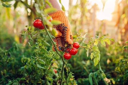 Woman gathers red cherry tomatoes on farm. Farming, gardening concept. Farmer picking vegetables. Harvest timeの写真素材
